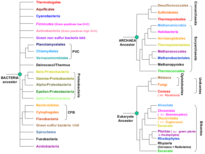 A microbial view of the Tree Of Life